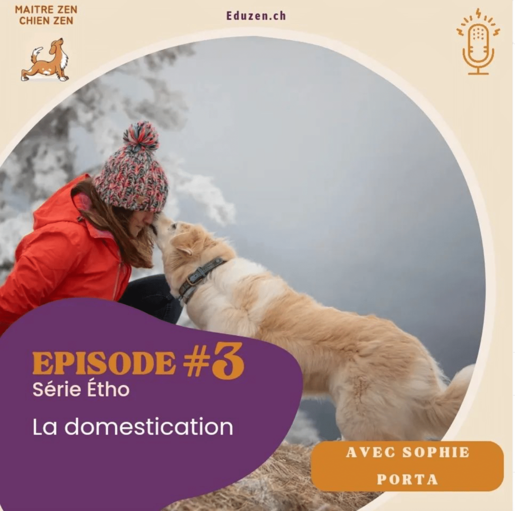 La domestication chez le chien